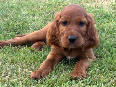 IKC Registered Irish Red Setter puppies in Tipperary