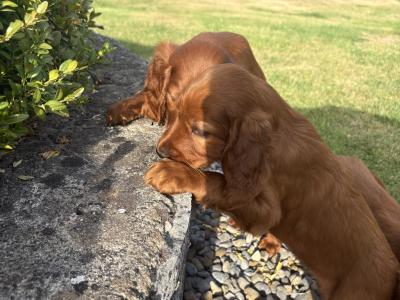 IKC Registered (pending) Irish Red Setter puppies in Tipperary
