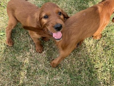IKC Registered (pending) Irish Red Setter puppies in Tipperary