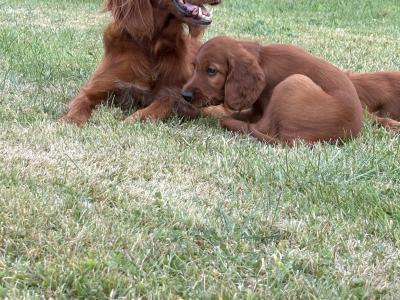 IKC Registered (pending) Irish Red Setter puppies in Tipperary