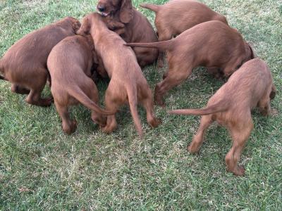 IKC Registered (pending) Irish Red Setter puppies in Tipperary