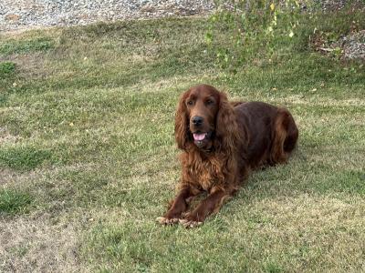 IKC Registered (pending) Irish Red Setter puppies in Tipperary