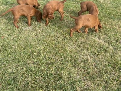 IKC Registered (pending) Irish Red Setter puppies in Tipperary