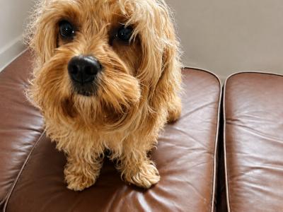 Female Cavapoo puppy in Kerry