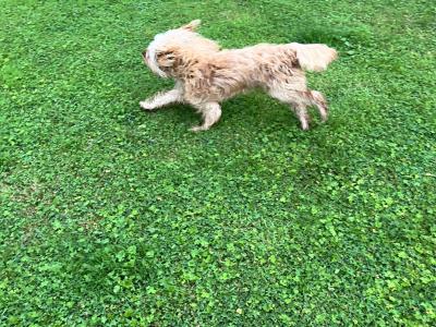 Female Cavapoo puppy in Kerry