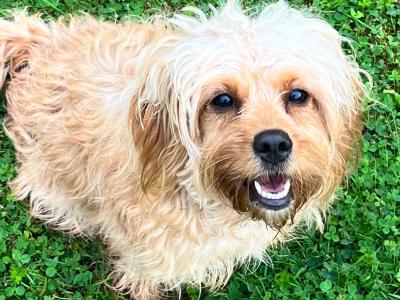 Female Cavapoo puppy in Kerry
