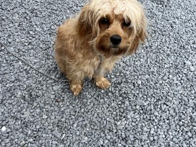 Female Cavapoo puppy in Kerry