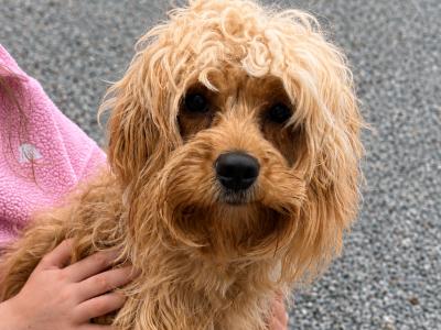 Female Cavapoo puppy in Kerry