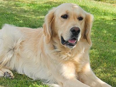 Purebred Golden Retriever for stud in Kilkenny