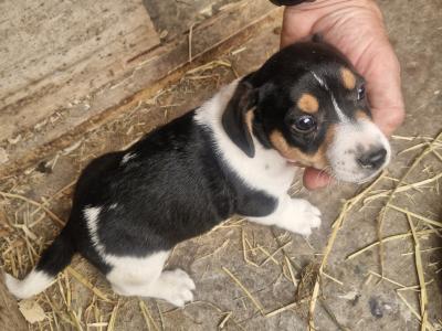 Jack Russell puppies in Wexford