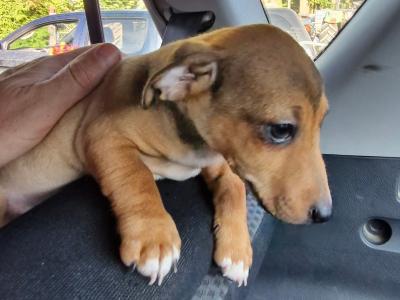 Jack Russell puppies in Wexford
