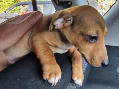 Jack Russell puppies in Wexford