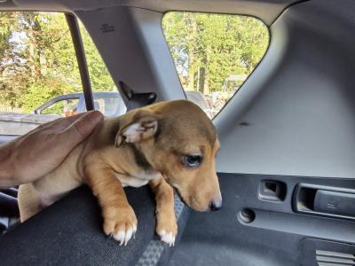 Jack Russell puppies in Wexford