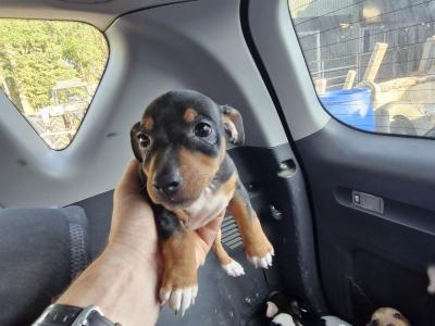 Jack Russell puppies in Wexford
