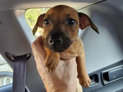 Jack Russell puppies in Wexford