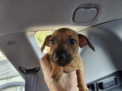 Jack Russell puppies in Wexford