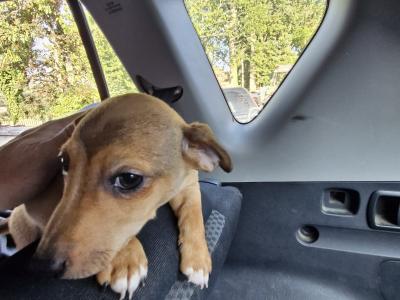 Jack Russell puppies in Wexford