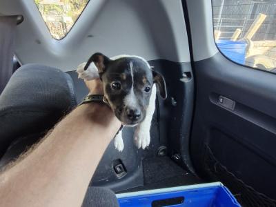 Jack Russell puppies in Wexford