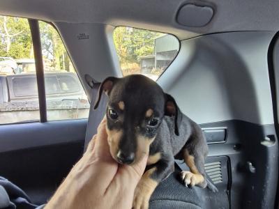 Jack Russell puppies in Wexford