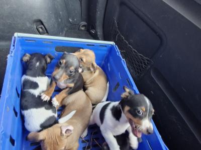 Jack Russell puppies in Wexford