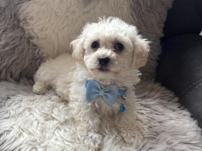 Maltipoo puppies (Maltese x Poodle) in Donegal