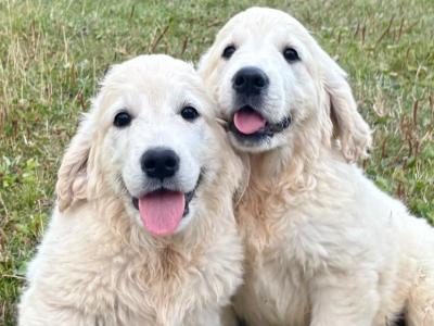 IKC Golden Retriever puppies in Tipperary