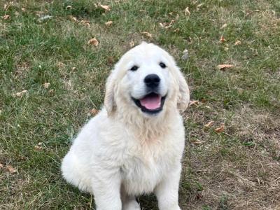 IKC Golden Retriever puppies in Tipperary