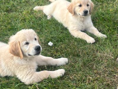 Golden Retriever puppies in Laois