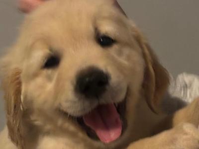Golden Retriever puppies in Laois