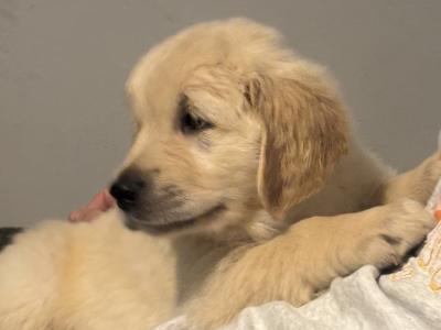 Golden Retriever puppies in Laois