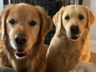 Golden Retriever puppies in Laois