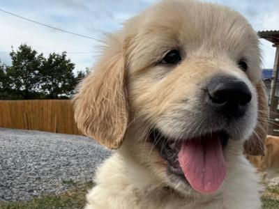 Golden Retriever puppies in Laois