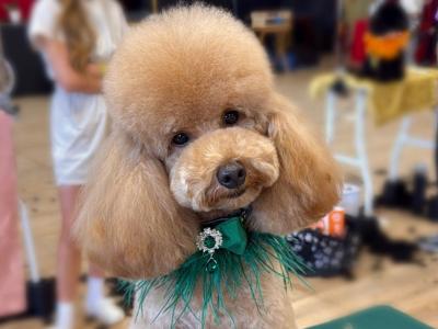 Proven Miniature Poodle for stud in Meath🧡