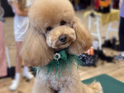 Proven Minature Poodle for stud🧡