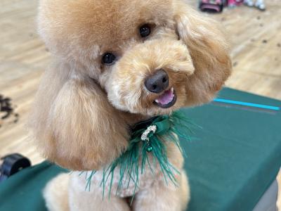 Proven Minature Poodle for stud🧡