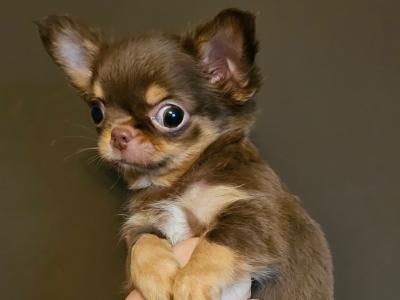 IKC Registered Chihuahua puppies 🇮🇪 four little princes 👑 in Laois