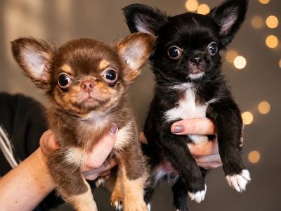 IKC Registered Chihuahua puppies 🇮🇪 four little princes 👑 in Laois