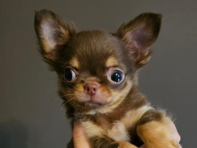 IKC Registered Chihuahua puppies 🇮🇪 four little princes 👑 in Laois