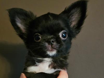 IKC Registered Chihuahua puppies 🇮🇪 four little princes 👑 in Laois