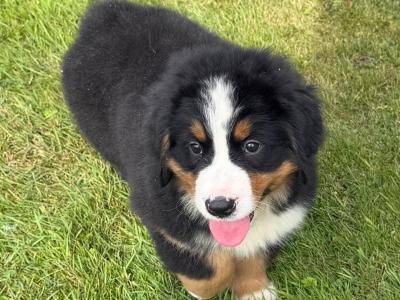 Bernese Mountain Dog puppies in Meath