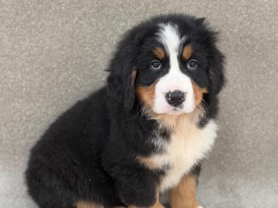Bernese Mountain Dog puppies in Meath