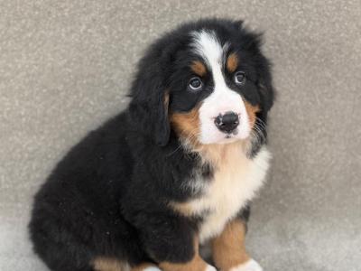 Bernese Mountain Dog puppies in Meath