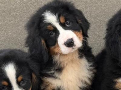 Bernese Mountain Dog puppies in Meath