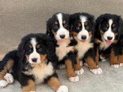 Bernese Mountain Dog puppies in Meath