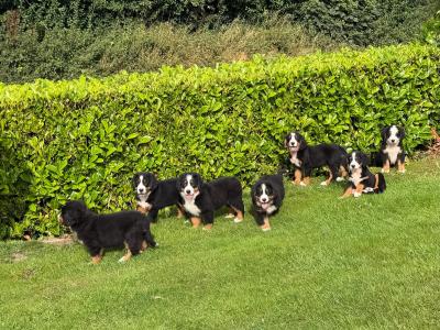 Bernese Mountain Dog puppies in Meath