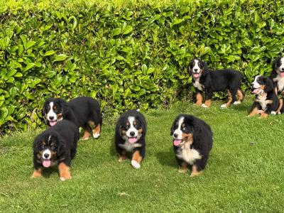 Bernese Mountain Dog puppies in Meath