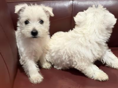 Beautiful West Highland Terrier puppies in Monaghan