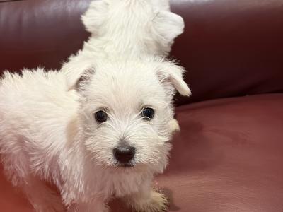 Beautiful West Highland Terrier puppies in Monaghan