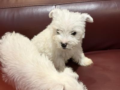 Beautiful West Highland Terrier puppies in Monaghan