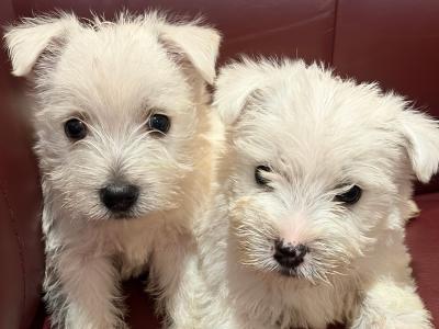 Beautiful West Highland Terrier puppies in Monaghan